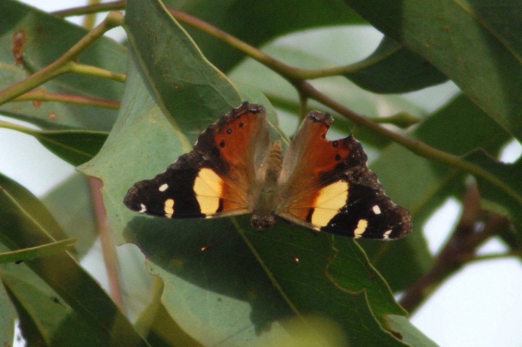 201 Admiral, Yellow, 2008-01278039 Sale Wetlands, AU.jpg - Yellow Admiral (Vanessa itea) Butterfly.  Wetlands, AU, 1-27-2008